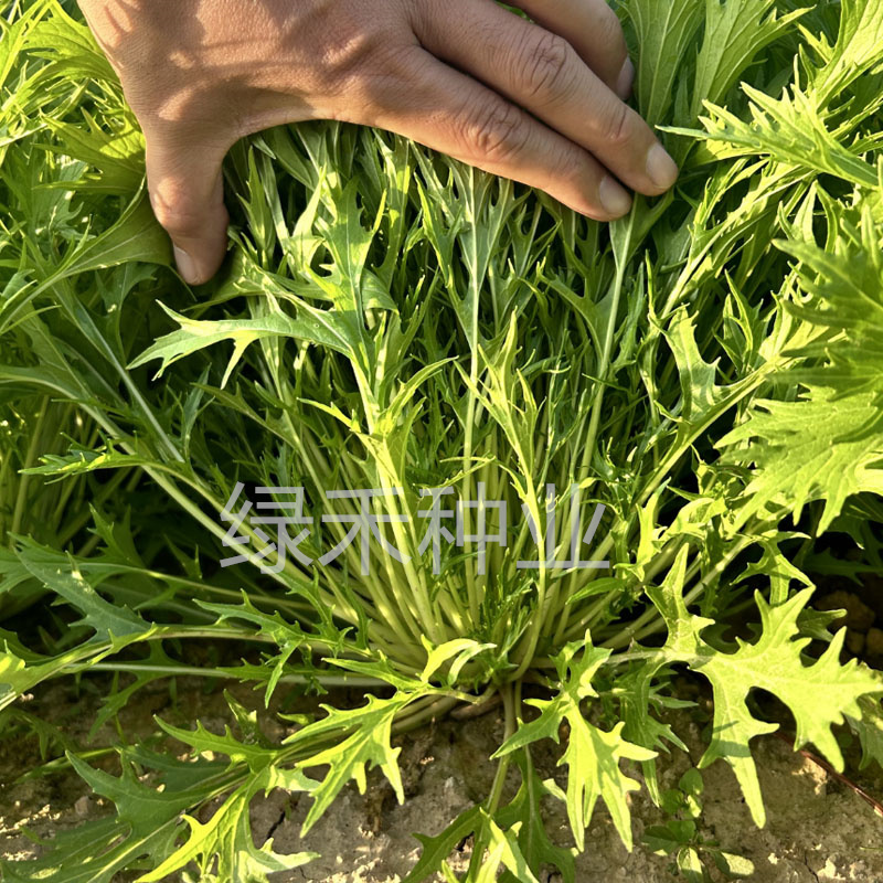白梗千筋京水菜种子水晶菜四季速生抗旱耐抽苔青菜阳台特菜