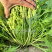 白梗千筋京水菜种子水晶菜四季速生抗旱耐抽苔青菜阳台特菜
