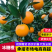 50到60麻阳冰糖橙供应电商，市场，多多买菜