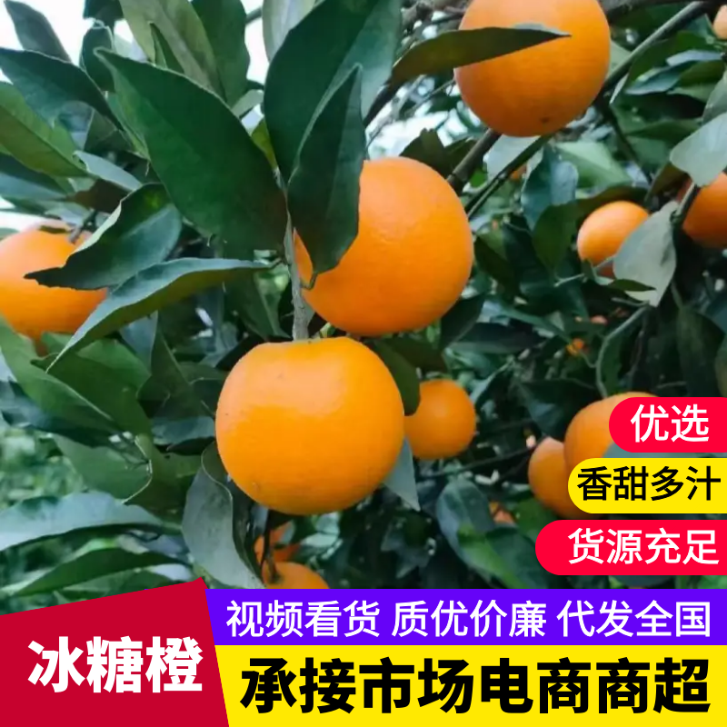 50到60麻阳冰糖橙供应电商，市场，多多买菜