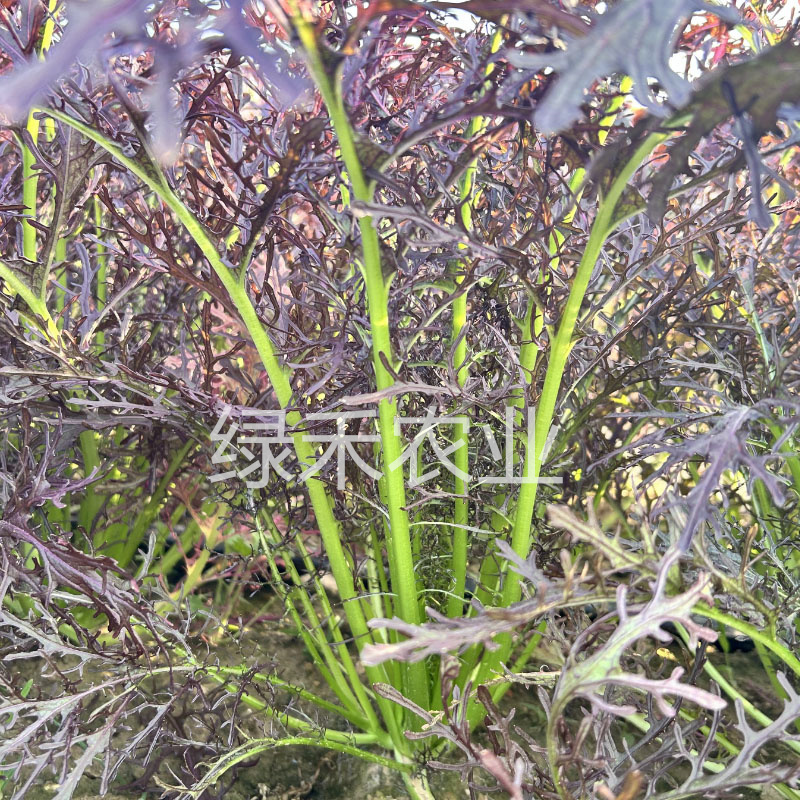 紫京水菜种子水晶菜紫芥菜香味浓郁四季蔬菜种子