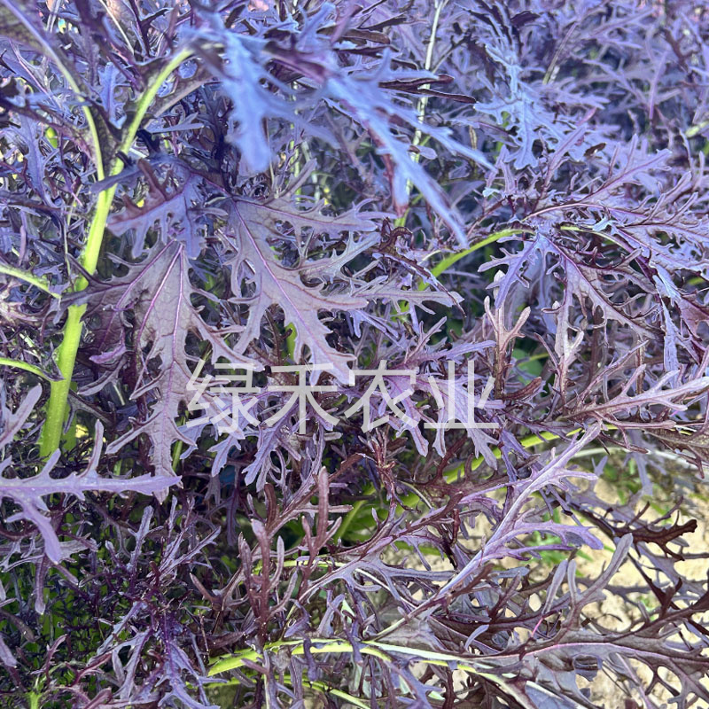 紫京水菜种子水晶菜紫芥菜香味浓郁四季蔬菜种子