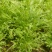 京水菜种子水晶菜白梗千筋菜生长快抗寒耐抽苔特菜种