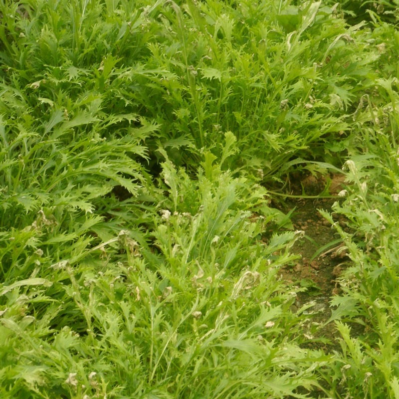 京水菜种子水晶菜白梗千筋菜生长快抗寒耐抽苔特菜种