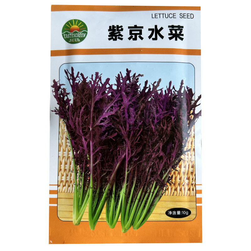紫水晶菜种子特菜种叶簇生味道浓郁四季种植特菜基地种植