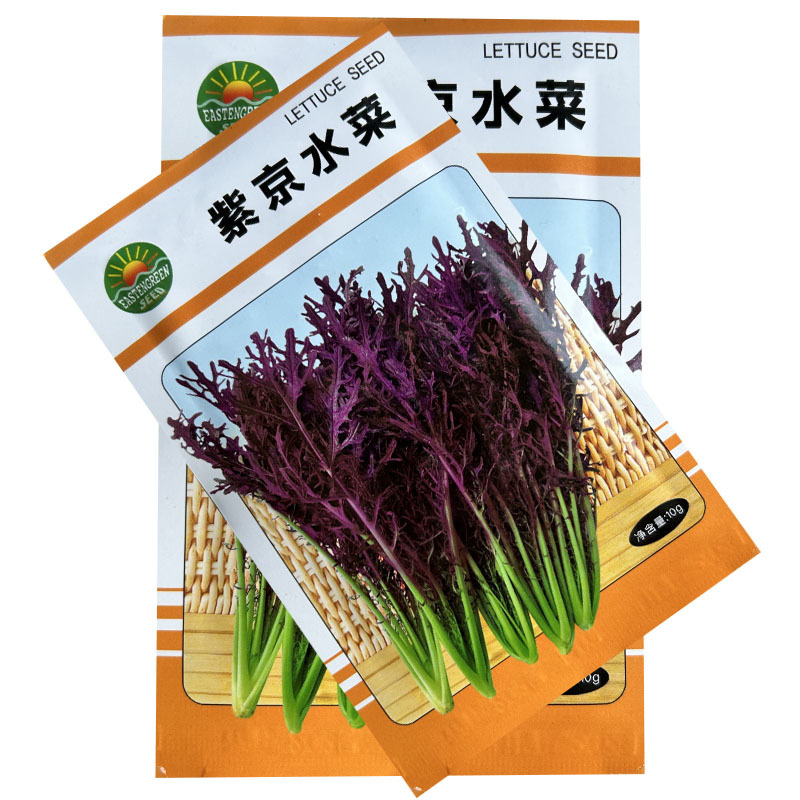紫水晶菜种子特菜种叶簇生味道浓郁四季种植特菜基地种植