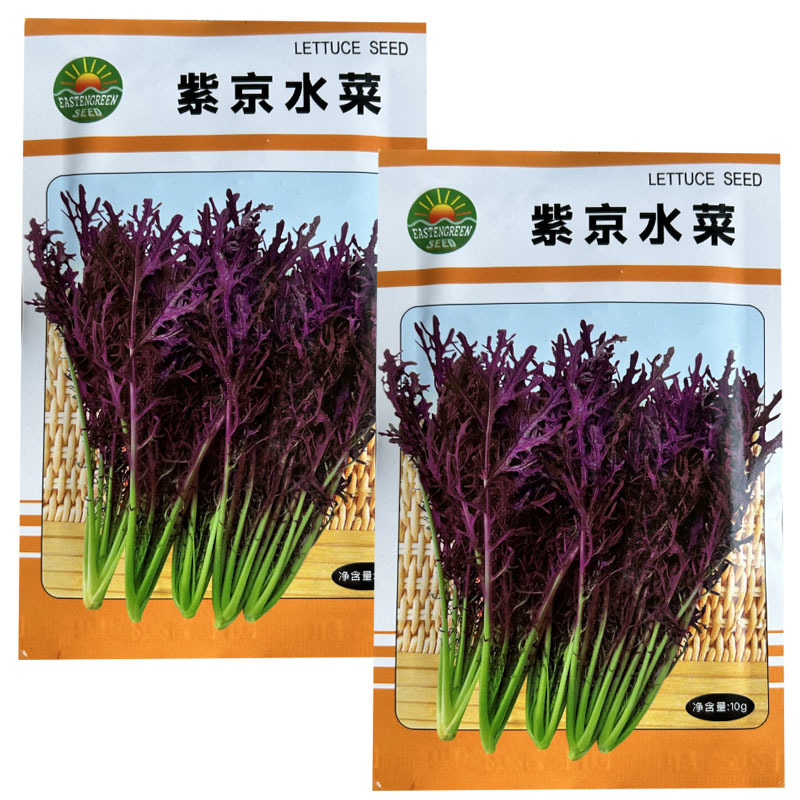 紫水晶菜种子特菜种叶簇生味道浓郁四季种植特菜基地种植