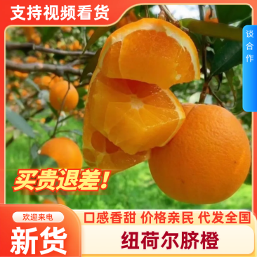 湖北精品橙子/纽荷尔脐橙/可一件代发/电商团购/量大价优