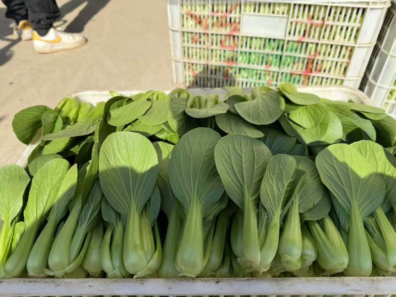 【热卖中】江苏上海青小油菜万亩基地对接全国批发商老板