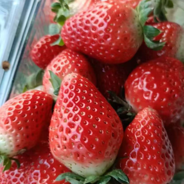 红颜草莓精品发货产地直发一手货源质量保证全国发货
