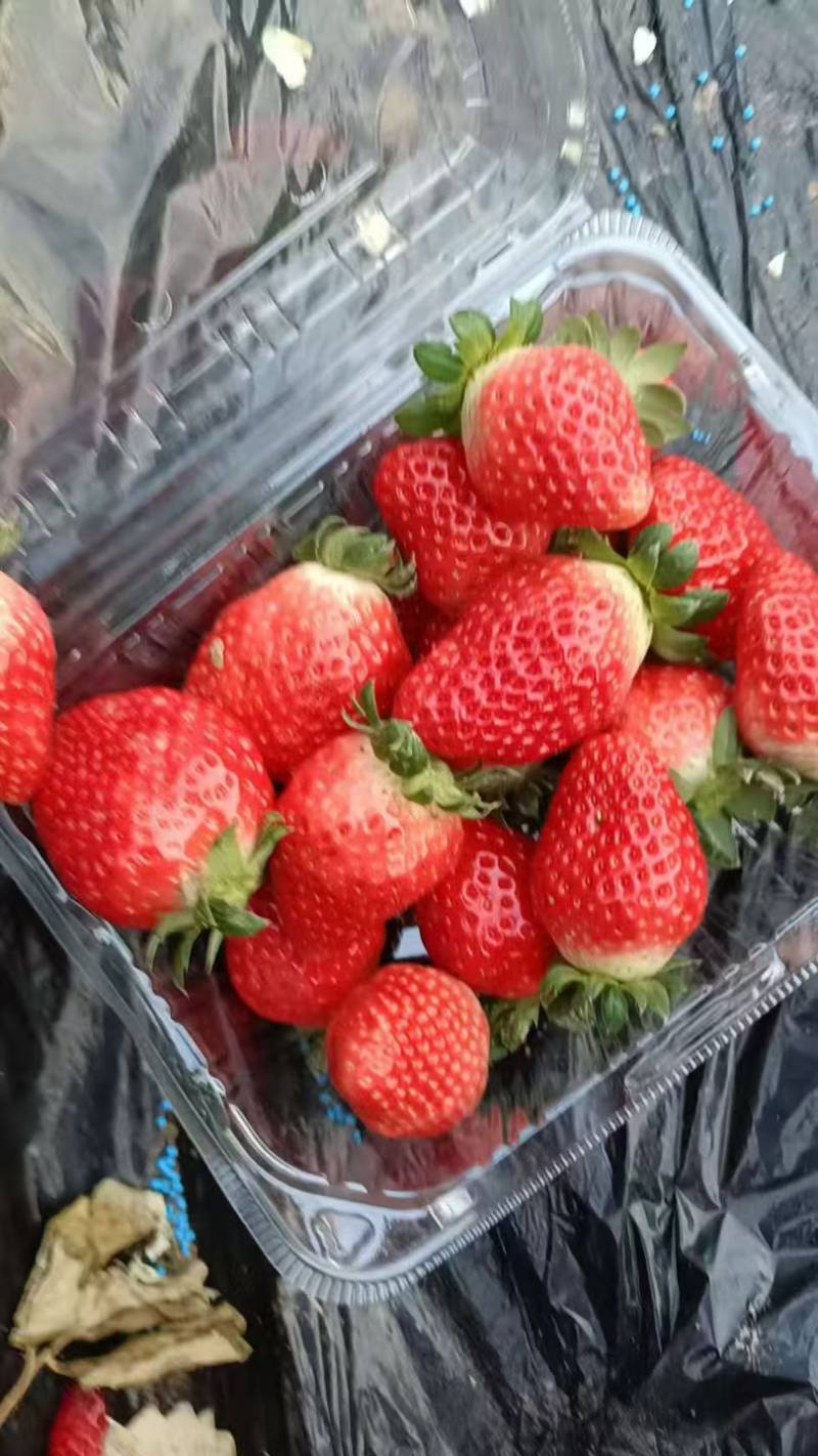 红颜草莓精品发货产地直发一手货源质量保证全国发货