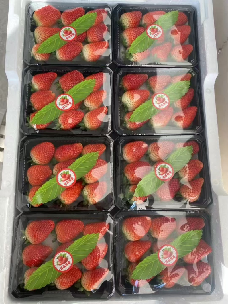 红颜草莓精品发货产地直发一手货源质量保证全国发货