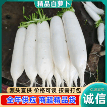 四川精品【白萝卜】产地直发/一手货源/对接客商/来电咨询