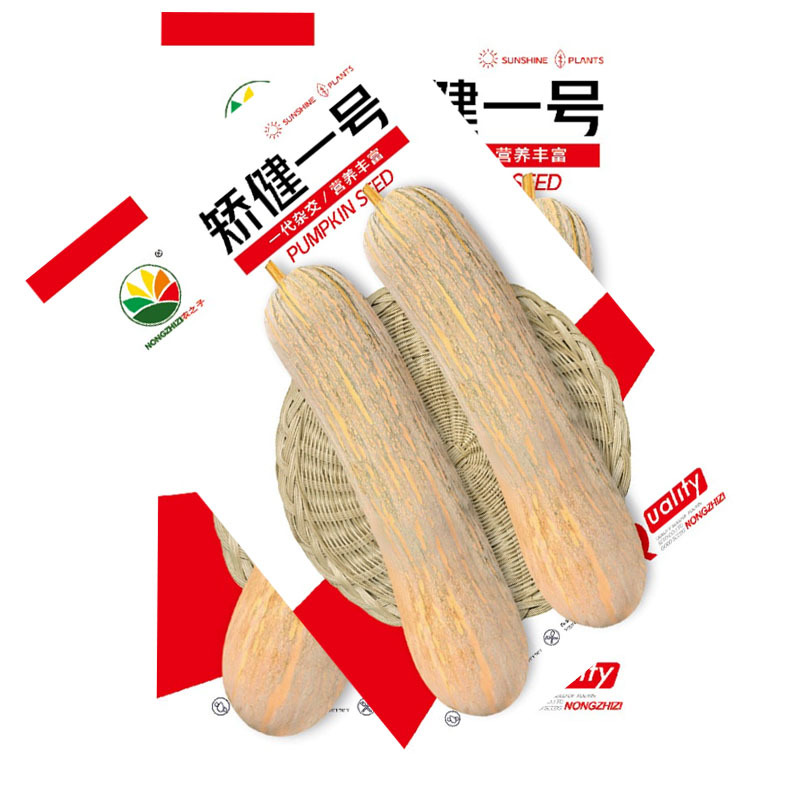 矫健一号南瓜种子早熟长南瓜甜面大田基地品种