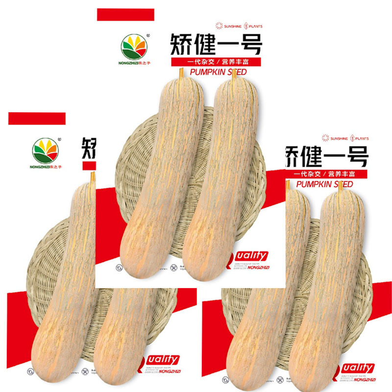 矫健一号南瓜种子早熟长南瓜甜面大田基地品种
