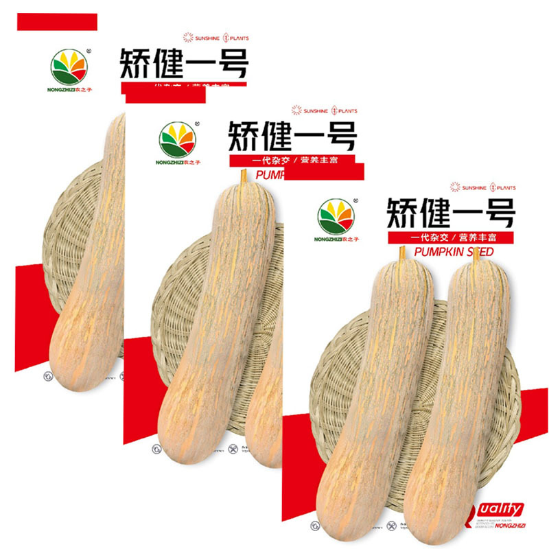 矫健一号南瓜种子早熟长南瓜甜面大田基地品种