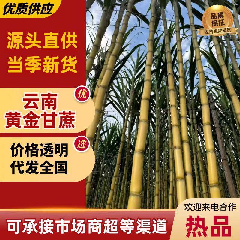 《云南甘蔗》黄金甘蔗/承接电商/一件代发/欢迎来电合作