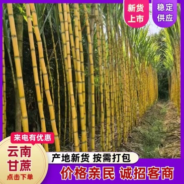 《黄金甘蔗》云南甘蔗/黄皮甘蔗/云南直发/电商市场批发