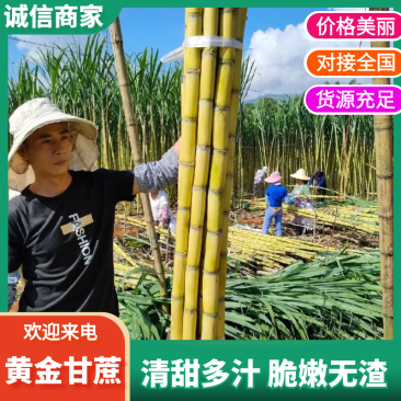 《云南甘蔗》黄金甘蔗/承接电商/一件代发/欢迎来电合作