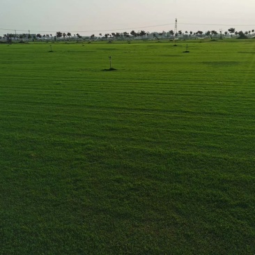 河南省新乡市草坪基地，马尼拉草坪大量供应