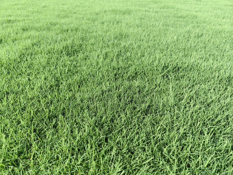 河南省新乡市草坪基地，马尼拉草坪大量供应