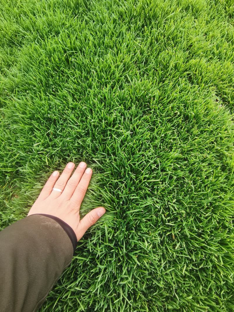 河南省新乡市草坪草皮早熟禾大量供应欢迎随时电话洽谈