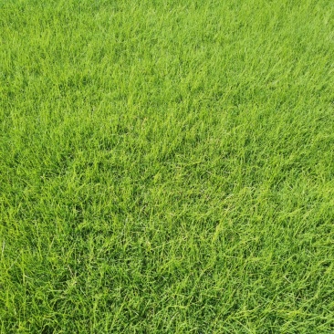 河南新乡市草坪基地直发果岭草货源充足欢迎随时联系