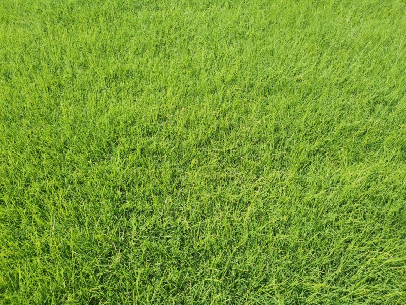 河南新乡市草坪基地直发果岭草货源充足欢迎随时联系