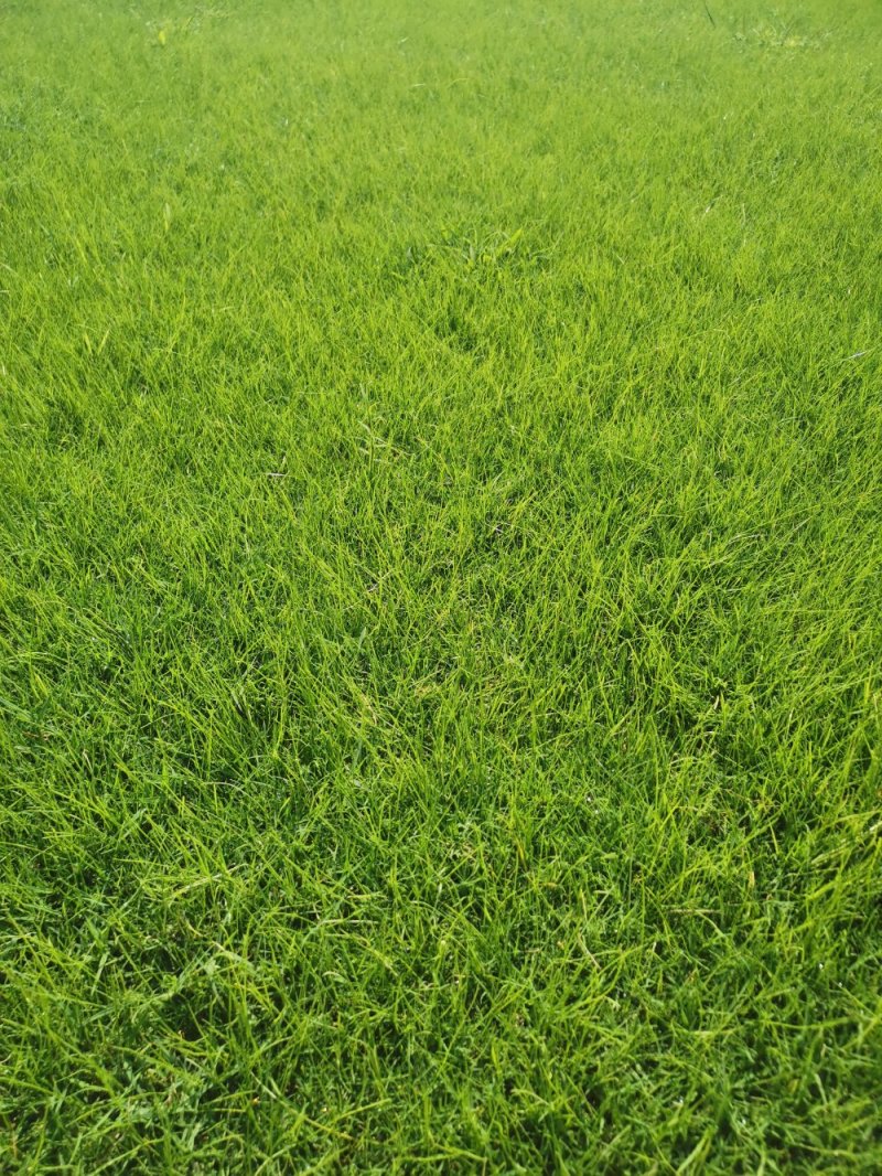 河南新乡市草坪基地直发果岭草货源充足欢迎随时联系