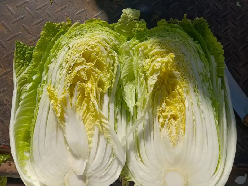 黄心大白菜，基地直发，一手货源，整车大量供应