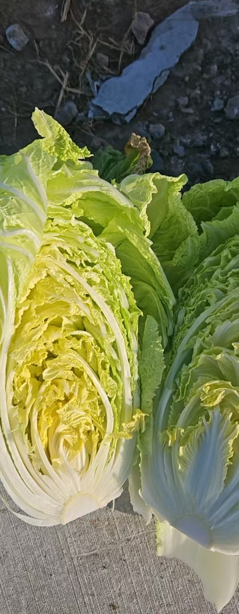 黄心大白菜，基地直发，一手货源，整车大量供应