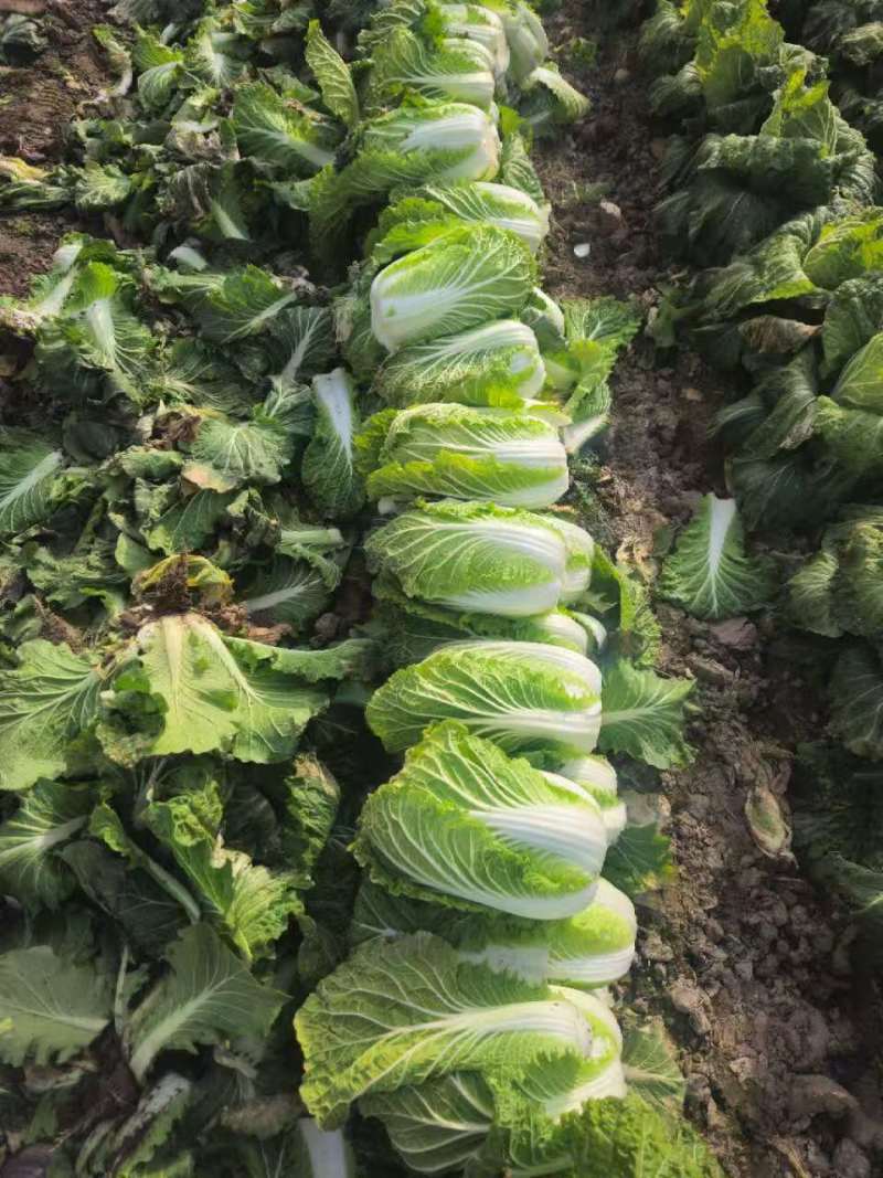 黄心大白菜，基地直发，一手货源，整车大量供应