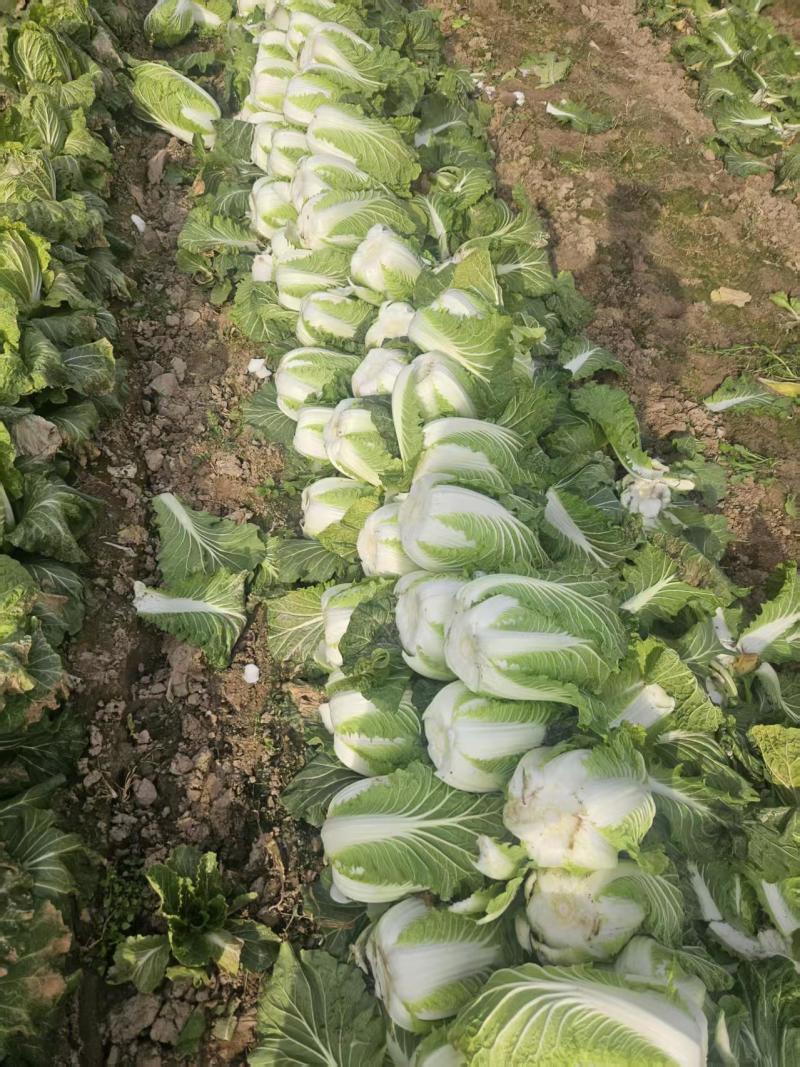 黄心大白菜，基地直发，一手货源，整车大量供应