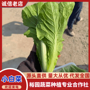 江苏毛白菜大量上市中,产地一手货源对接各级批发商质量保正