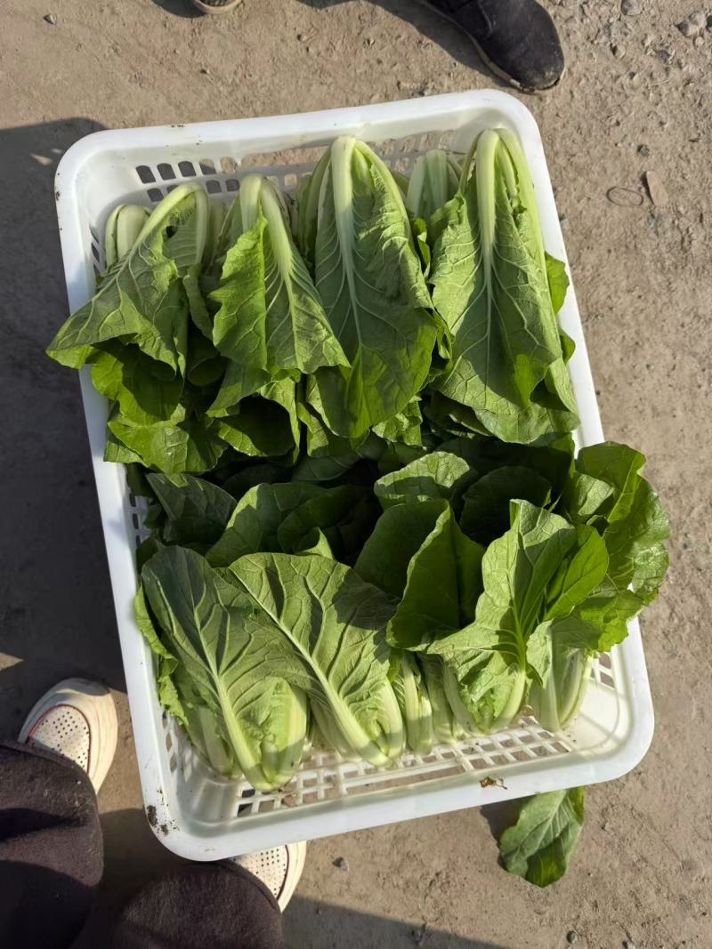 江苏毛白菜大量上市中，产地一手货源对接各级批发商质量保正