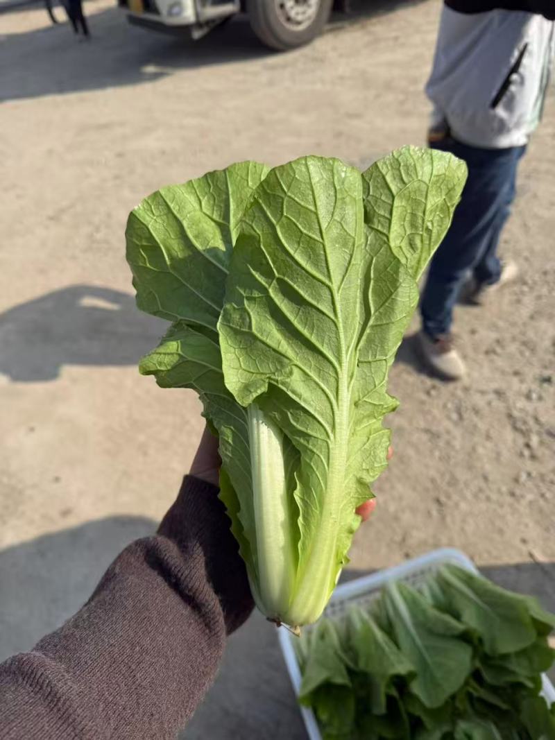 江苏毛白菜大量上市中，产地一手货源对接各级批发商质量保正
