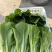 江苏毛白菜大量上市中,产地一手货源对接各级批发商质量保正