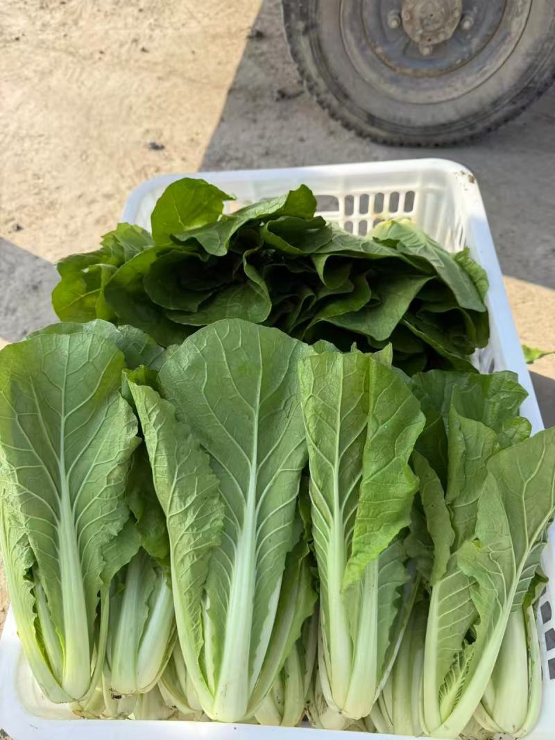 江苏毛白菜大量上市中，产地一手货源对接各级批发商质量保正