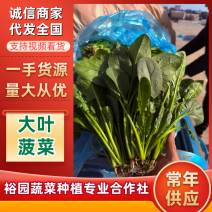 【热卖中】精选江苏菠菜大量上市品质高耐运输