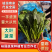 【热卖中】精选江苏菠菜大量上市品质高耐运输