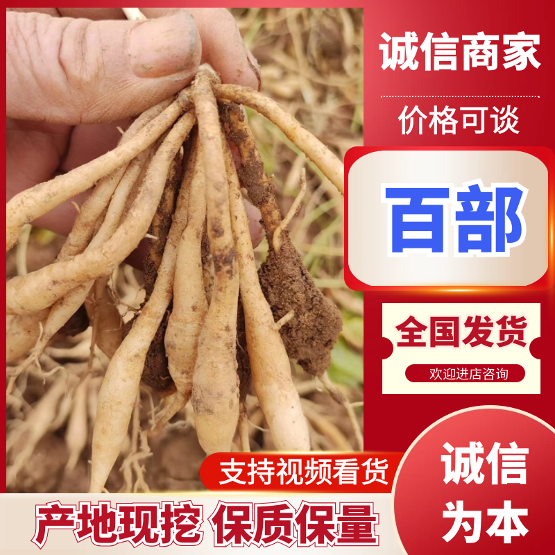 百部种苗