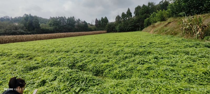 百部种苗