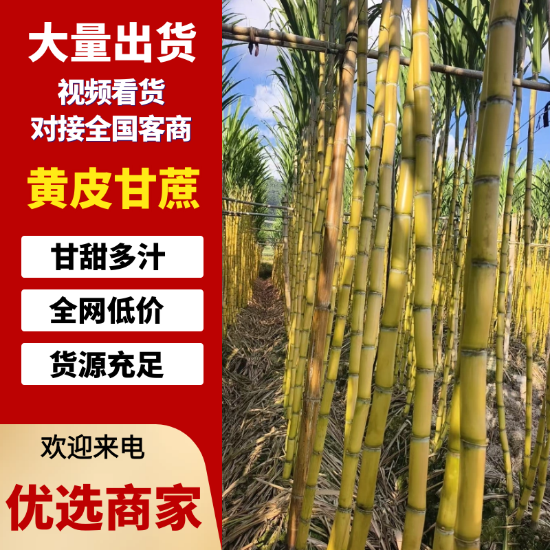 （热卖）云南黄皮甘蔗新鲜上市价格美丽质量好走货快热卖
