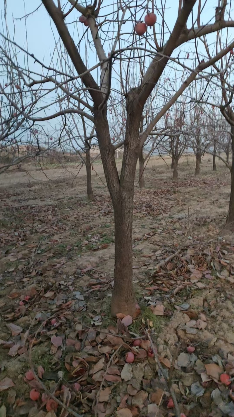 陕西柿子树，50-60公分，一手货源，基地直发，欢迎咨询