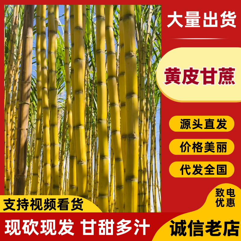 （热卖）云南黄皮甘蔗清甜可口对接全国量大从优