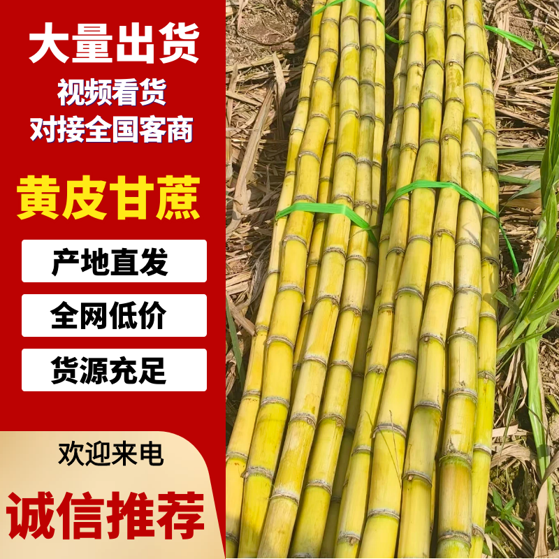 黄皮甘蔗，黄金甘蔗清甜可口价格美丽整车有货价格公道热卖