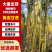 云南黄皮甘蔗,黄金甘蔗脆甜多汁量大从优清甜可口价格美丽