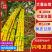 黄皮甘蔗,黄金甘蔗脆甜多汁对接全国市场价格美丽质量好