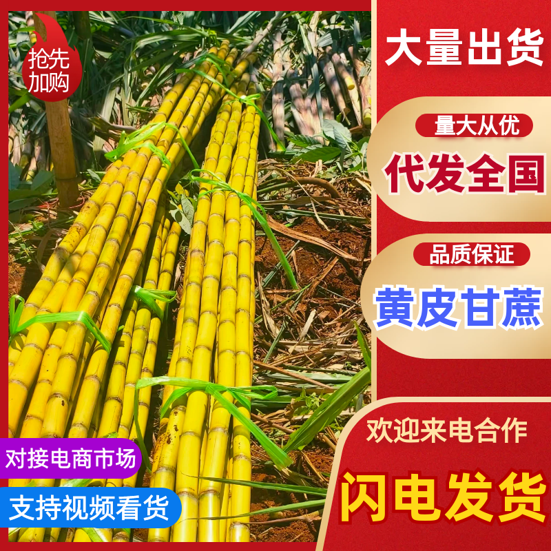 云南黄皮甘蔗对接全国市场清甜可口价格美丽欢迎询价热卖