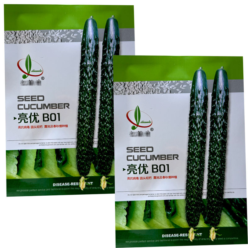 亮优B01强雌油亮型品种密刺把短肉绿产量高大田基地品